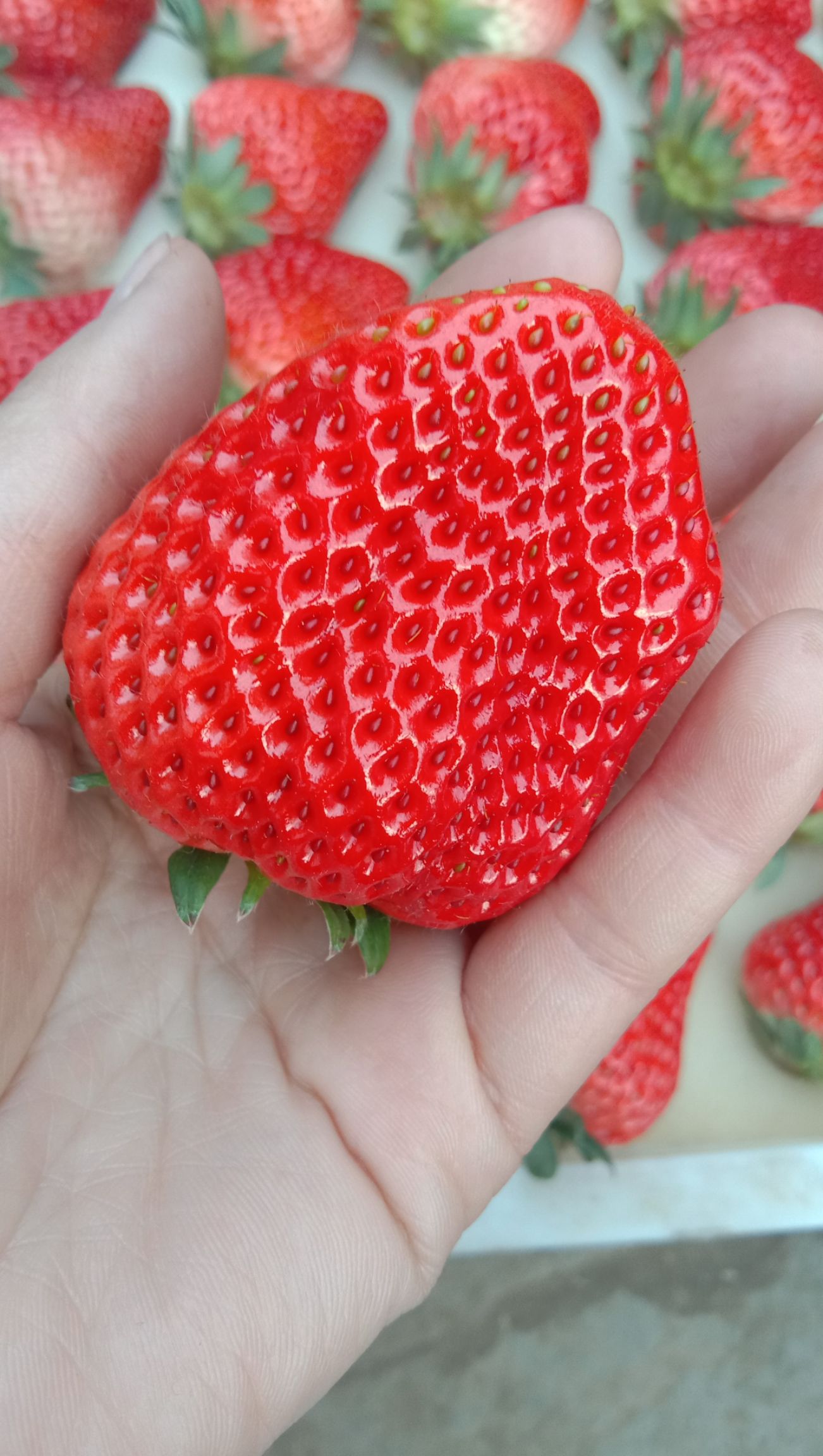 爱莎草莓 特级果