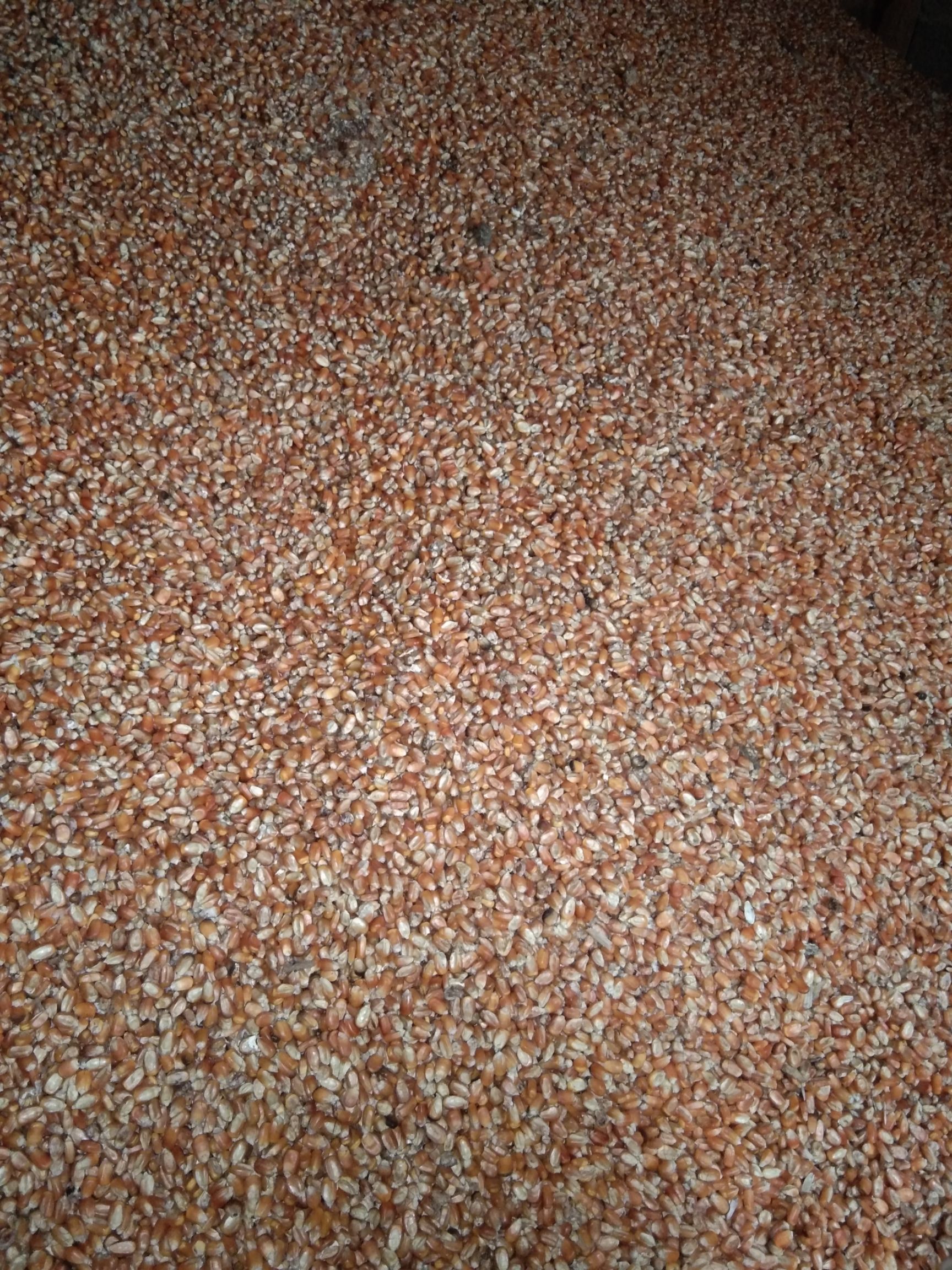 混合玉米粒 净货 水份14%-16% 