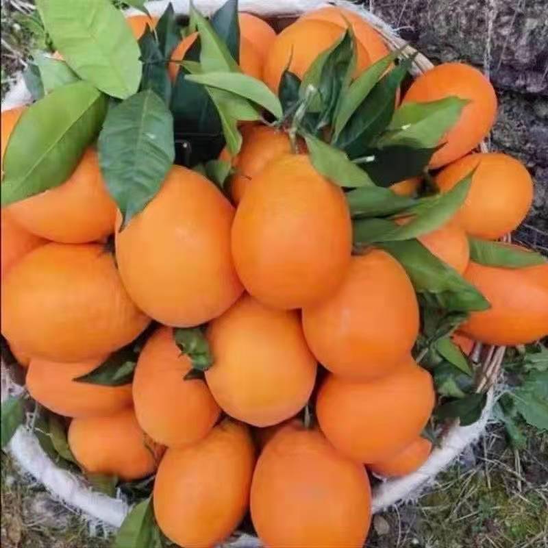 奉节脐橙  电商扶贫