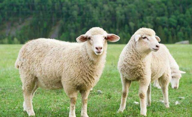 杜泊绵羊 放养大小绵羊欢迎前来选购