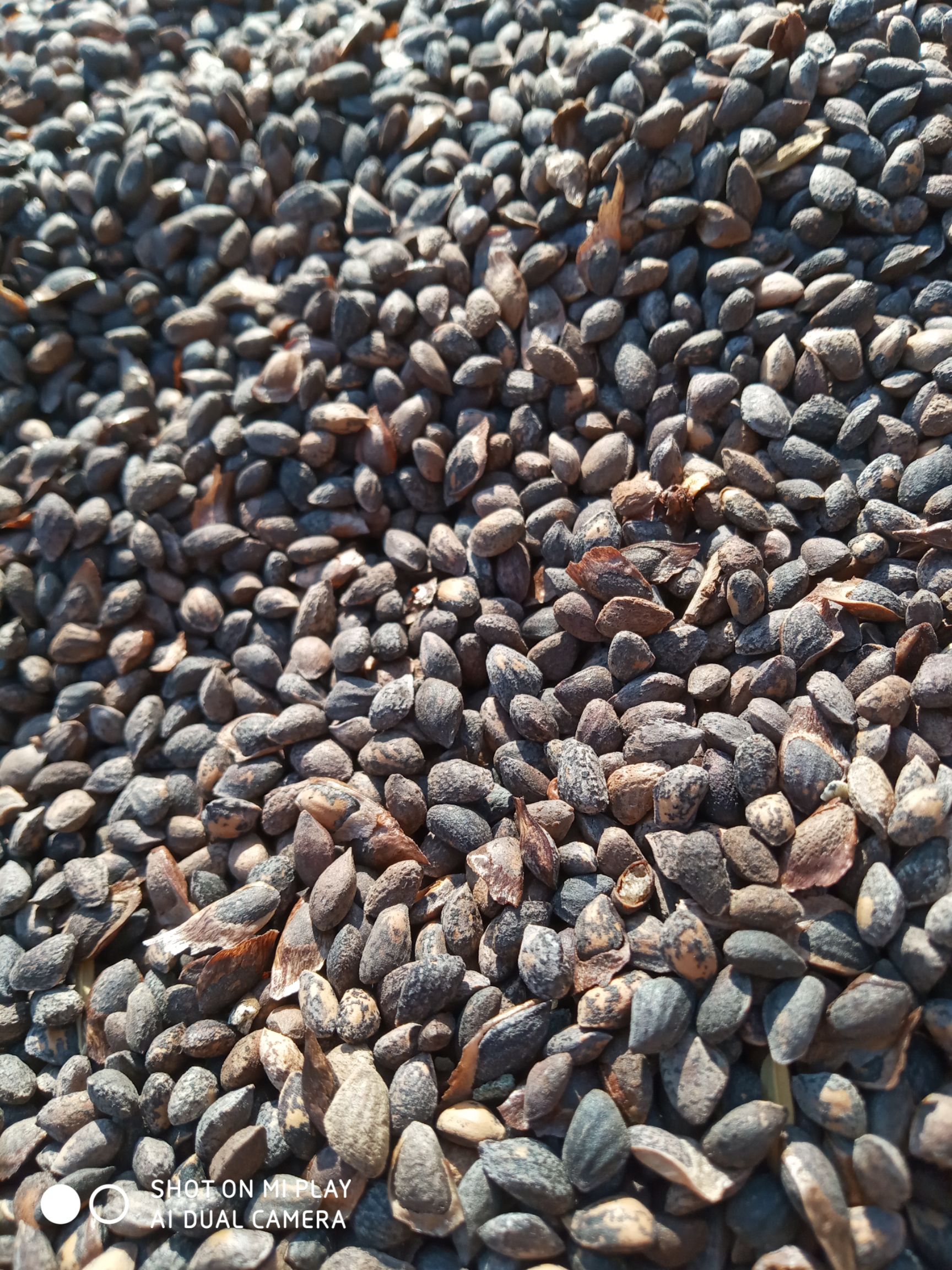 湿地松种子  湿地松籽，数量500斤，果实饱满亮，发芽率高，当年新种