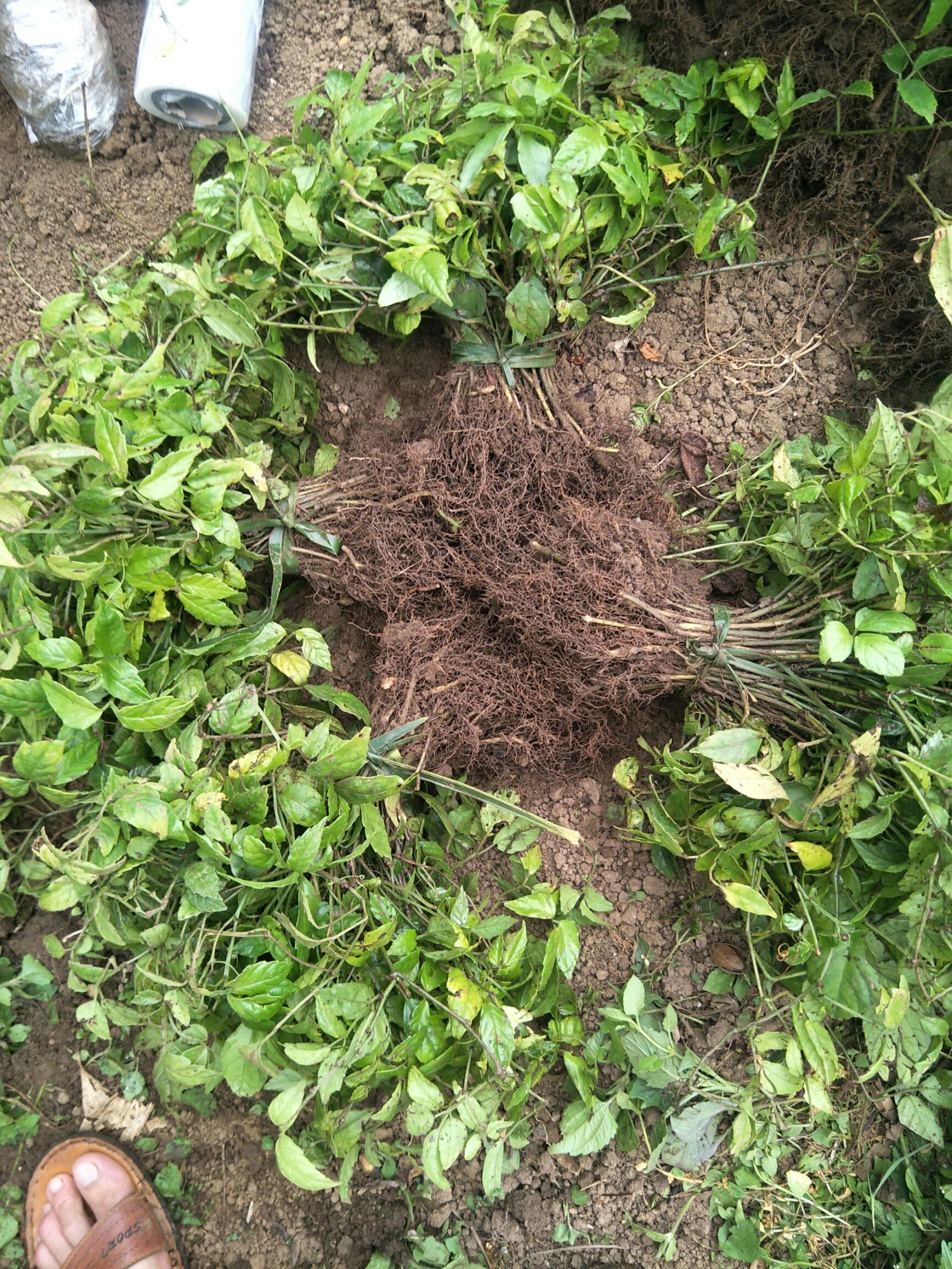 三叶草种子  三叶青苗1年扦插苗 长度20-30公分 100