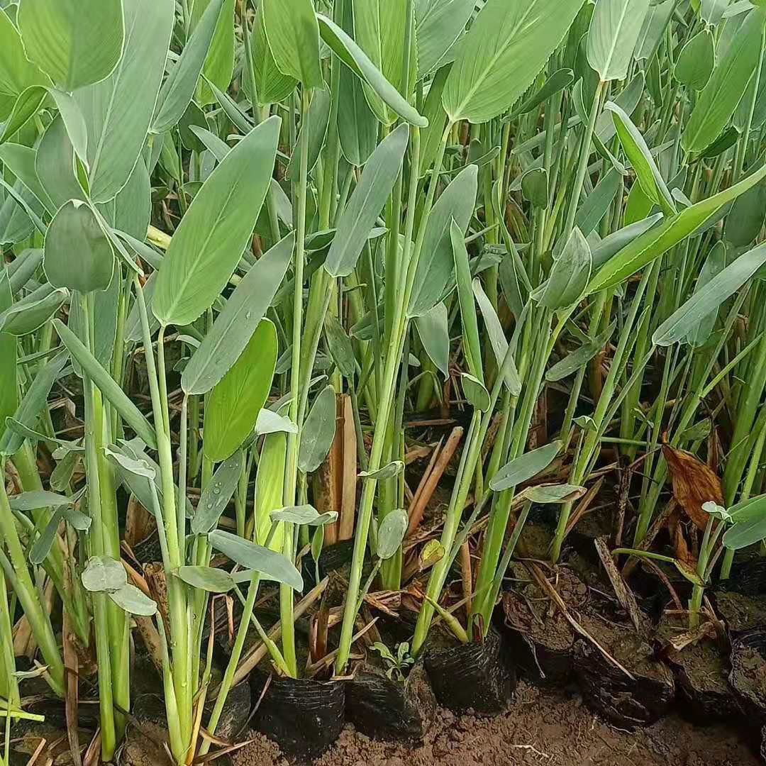 再力花 山东青州水生植物种植基地批发