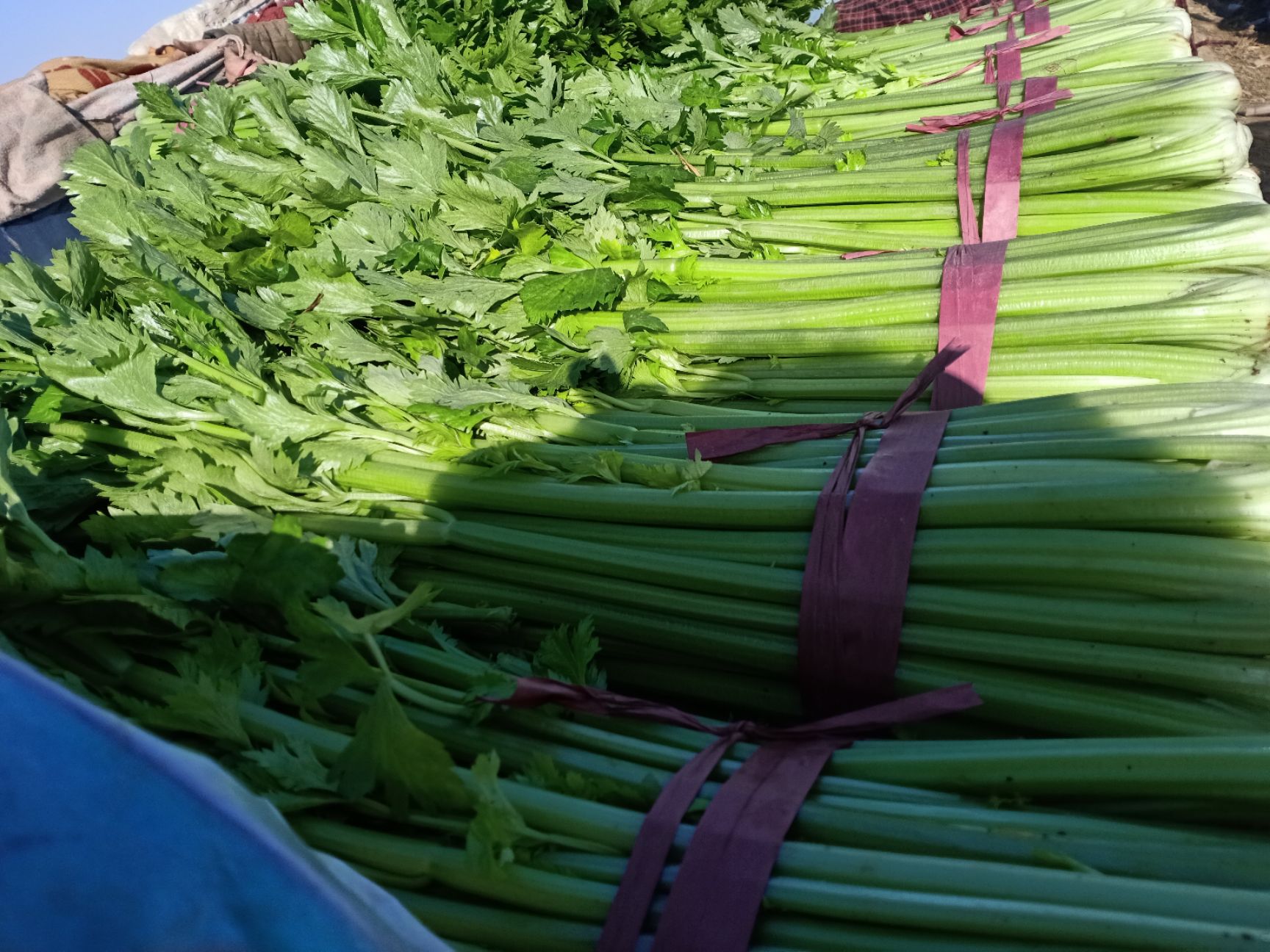 芹菜货源充足 欢迎各位老板 前来考察选购 一次合作终身难忘