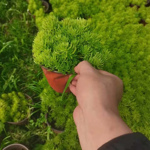 宜良县佛甲草