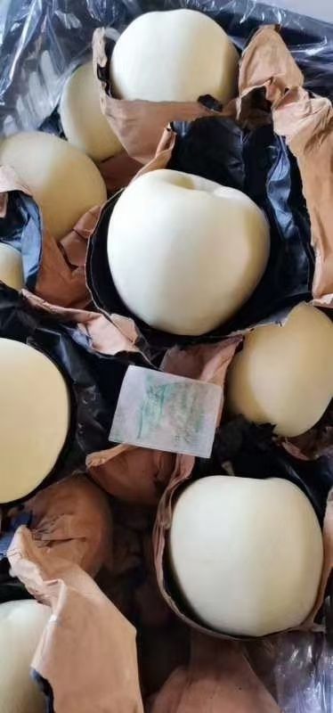 黄元帅苹果  辽宁绥中精品黄元帅大个干净白大量货源存库大量供