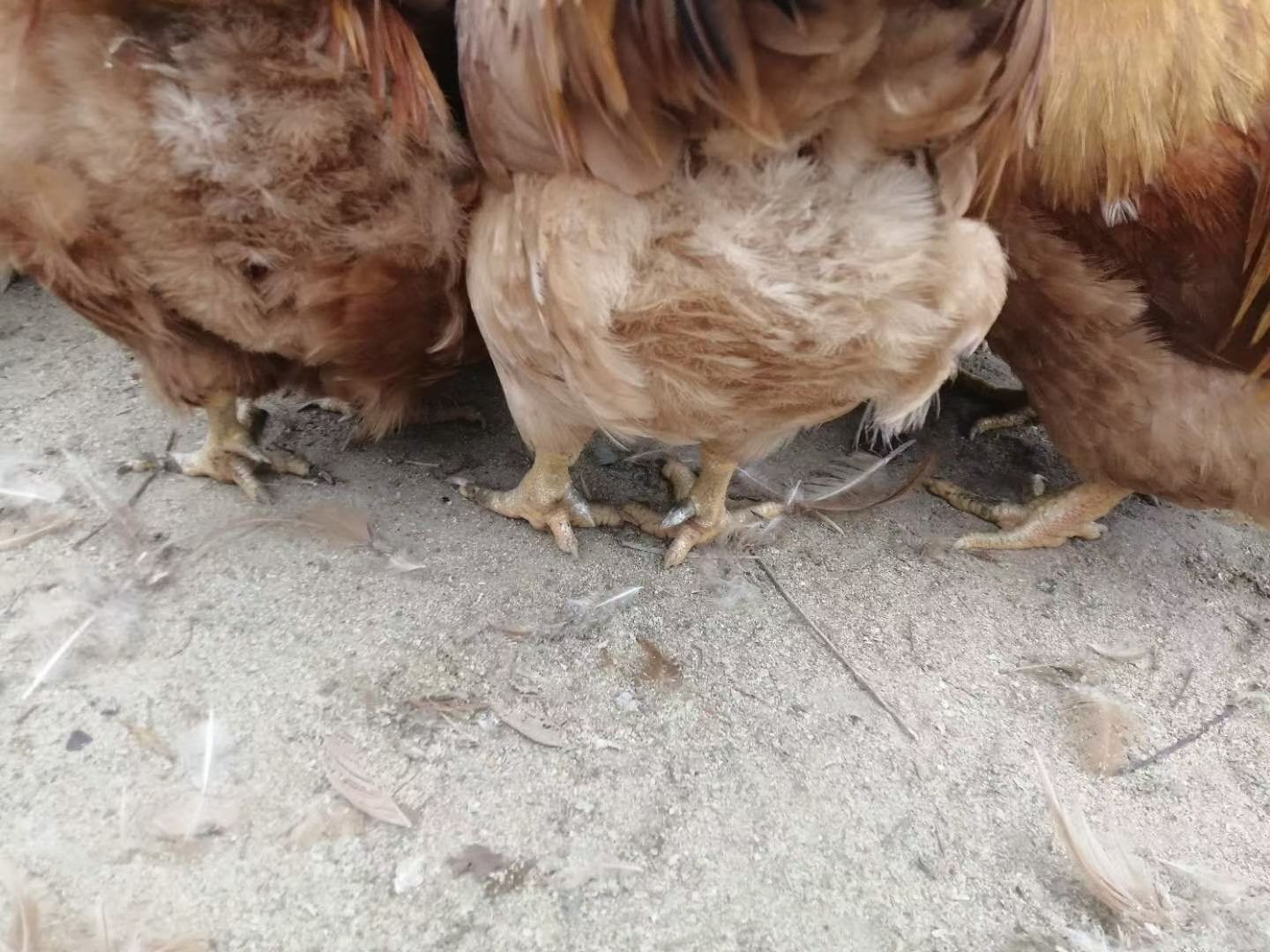 阉鸡 一年多老水鸡