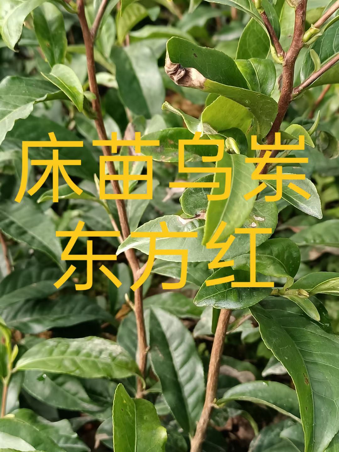 凤凰单丛茶苗 实生苗 0.5米以下
