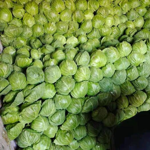 夏邑县包菜 甘蓝