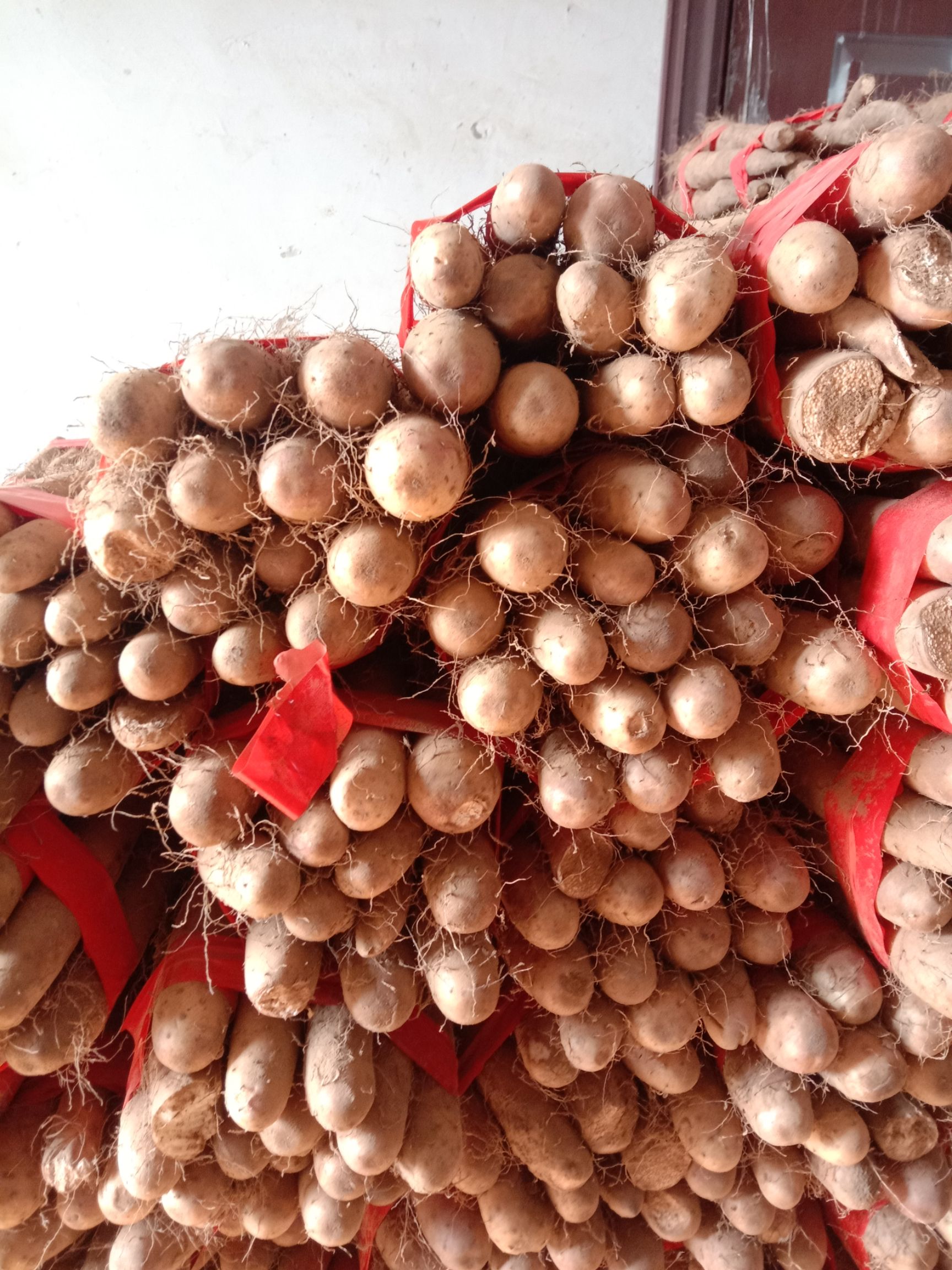 白玉山药 50~70cm 