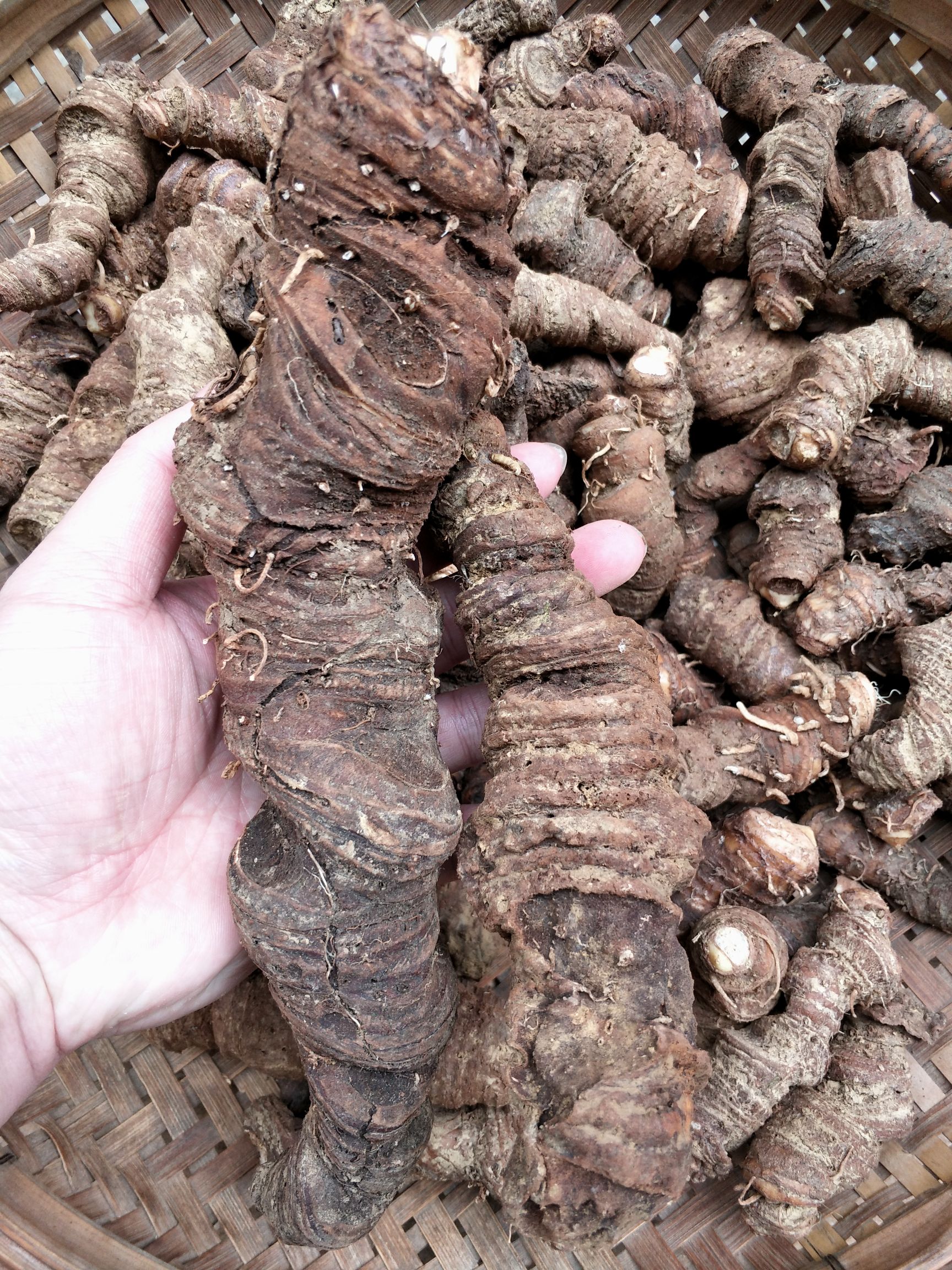 华重楼  重楼 七叶一支花 大瑶山本地重楼 天然无污染环境出