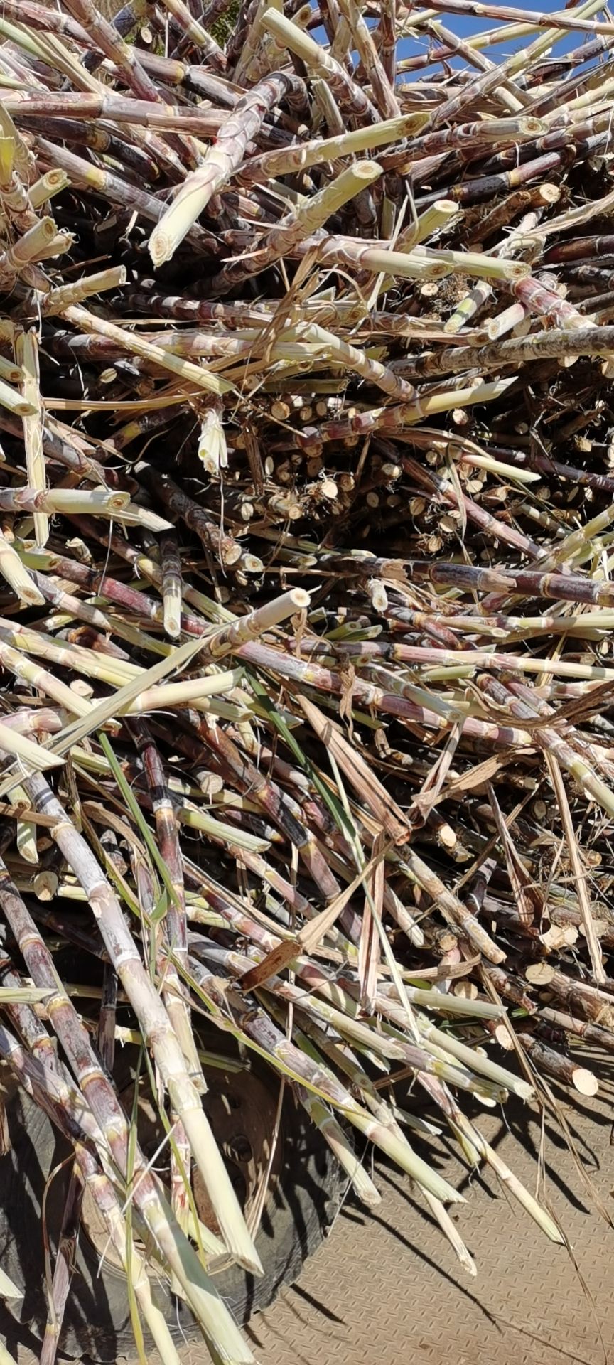 糖蔗 市场货 黑色 