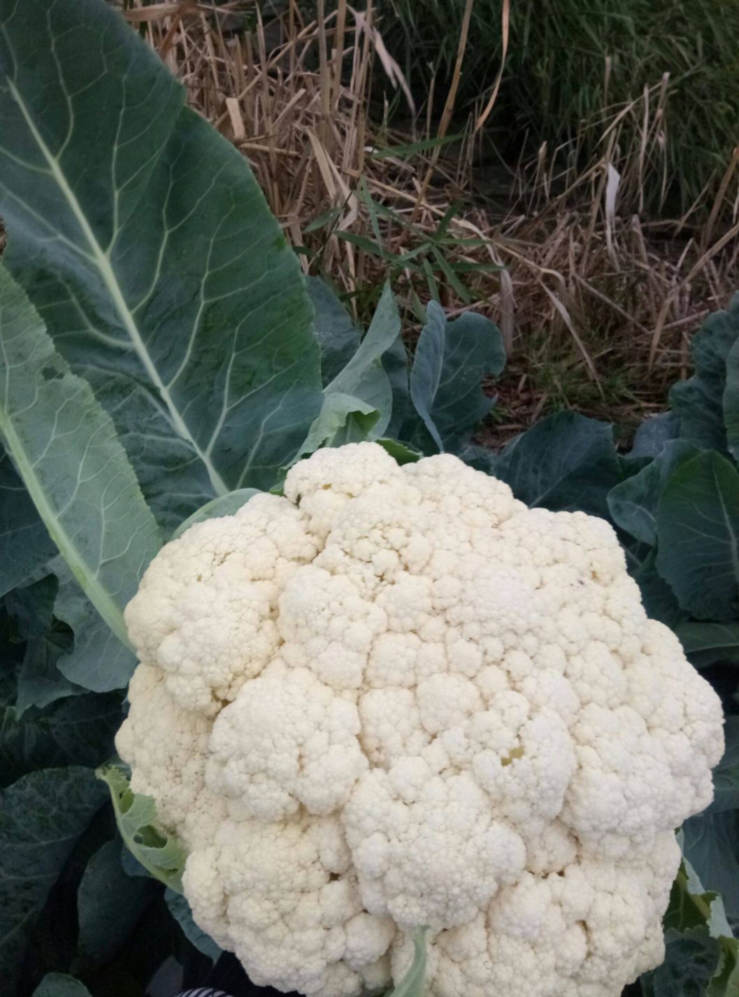 松花菜种子 白花菜种子 雅婷 花椰菜 杂交种