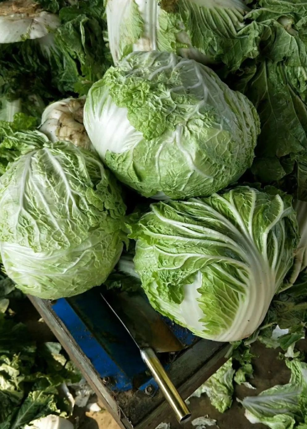 河南优质大白菜大量上市 ！新鲜发货！专业代办