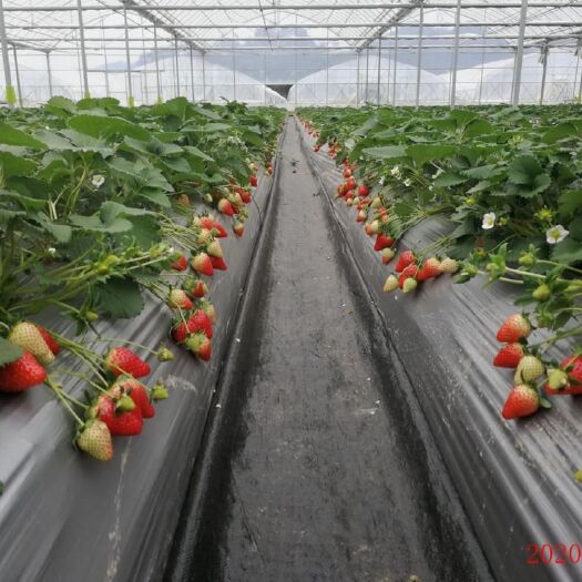 临沂妙香草莓苗 脱毒草莓种苗