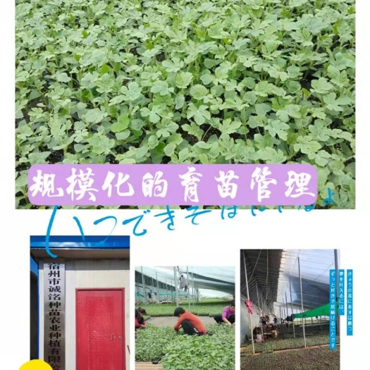 宿州早佳8424西瓜苗  一级抗病早佳8424嫁接西瓜苗