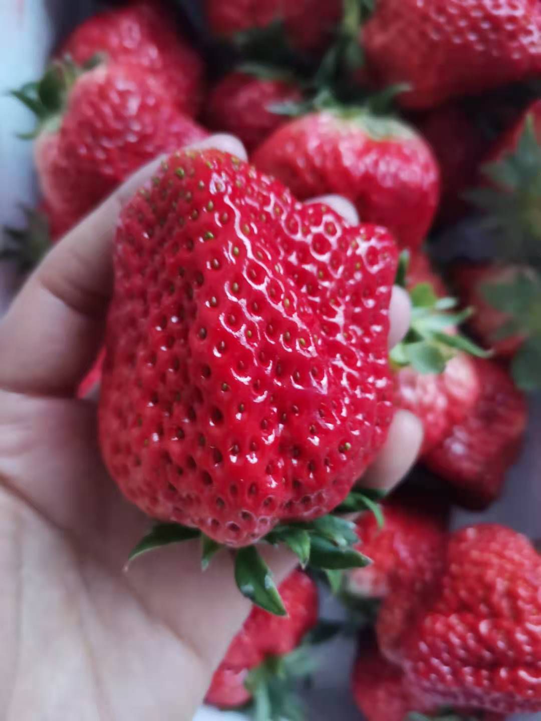 爱莎草莓特级果