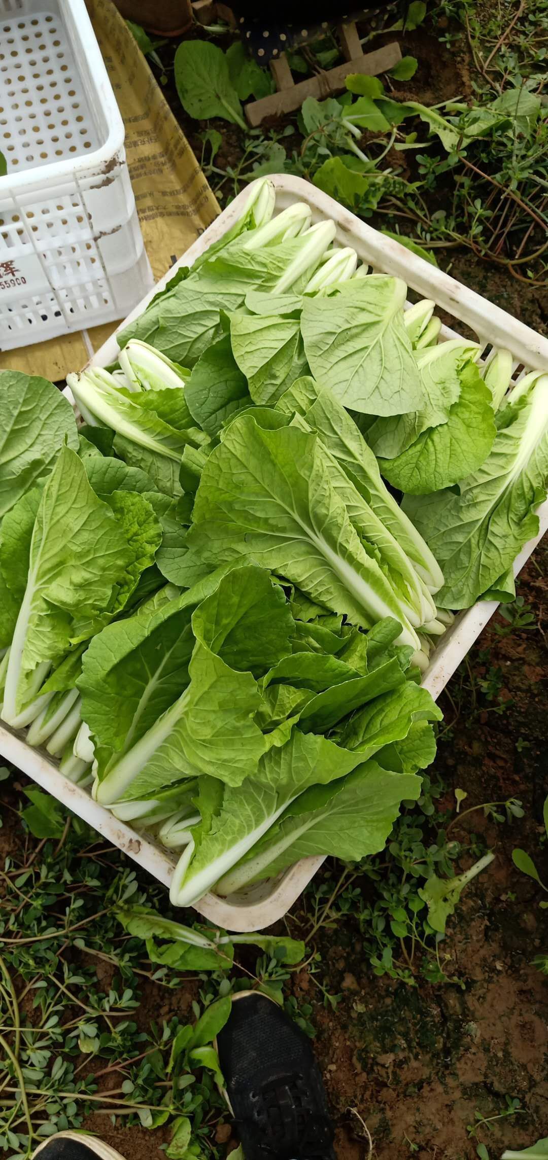 快菜  《热销中》大棚精品小白菜小油菜欢迎选购保质保量