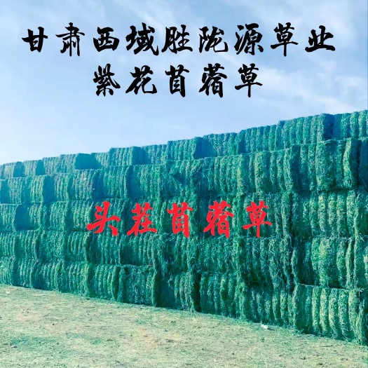 玉门市头茬苜蓿草批发 甘肃玉门苜蓿草批发 苜蓿草产地 苜蓿草价格