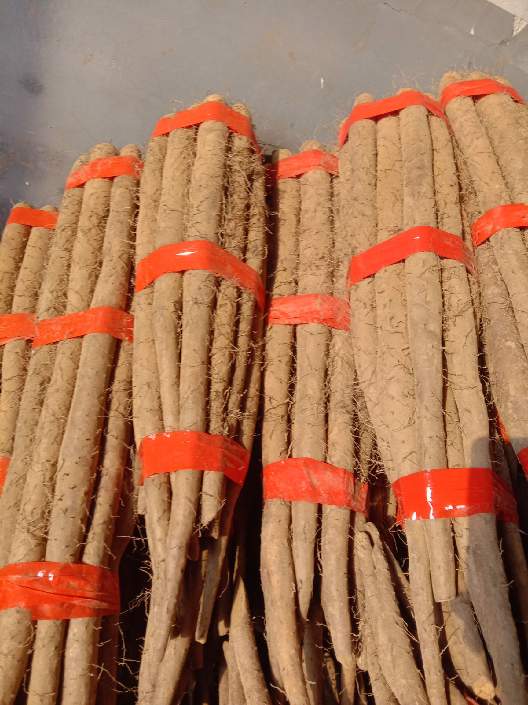 白玉山药 50~70cm 