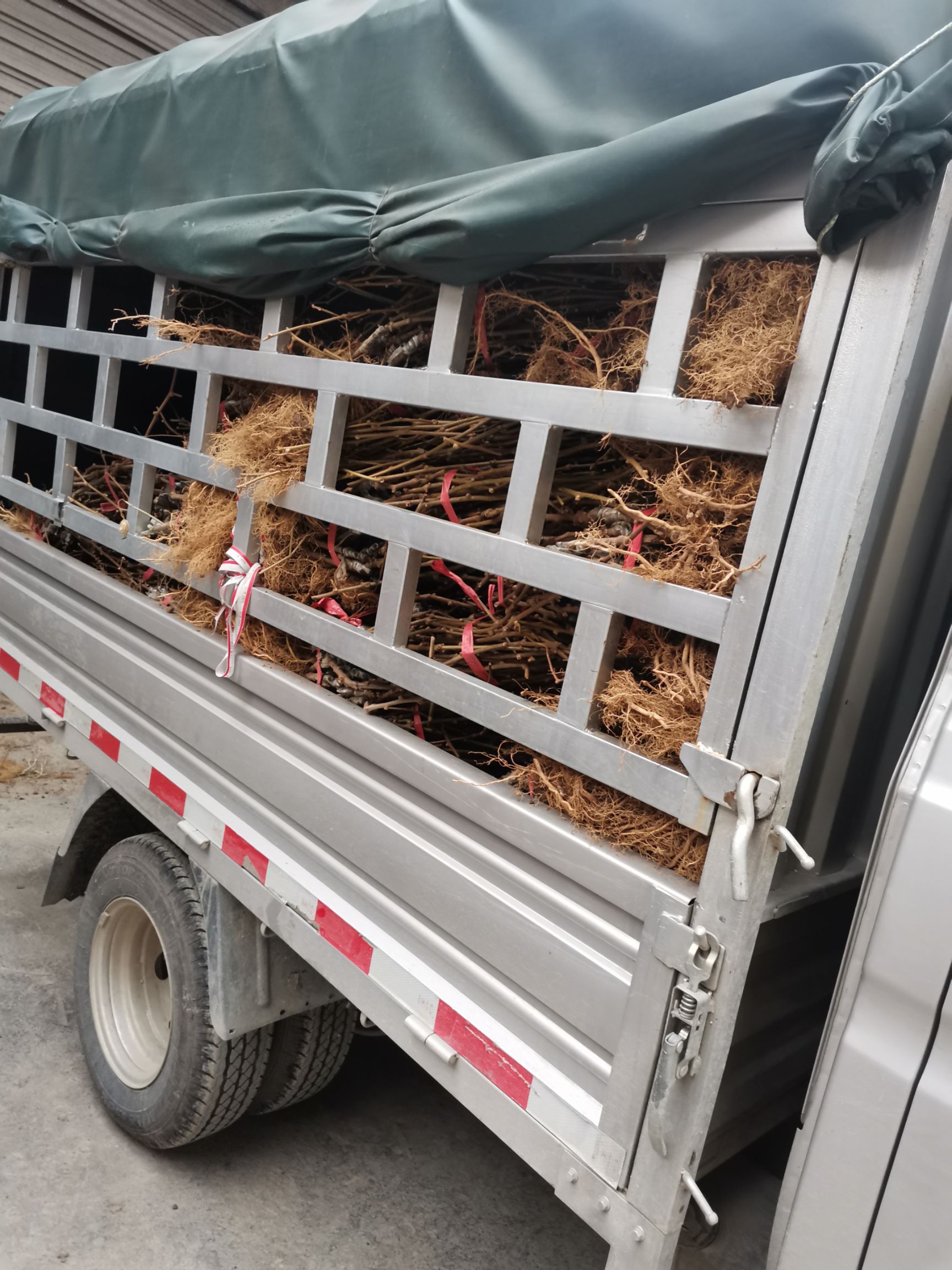 徐香猕猴桃苗  水杨桃粘木嫁接的徐香绿心猕猴桃苗，具有抗涝，抗旱，抗逆性抗病