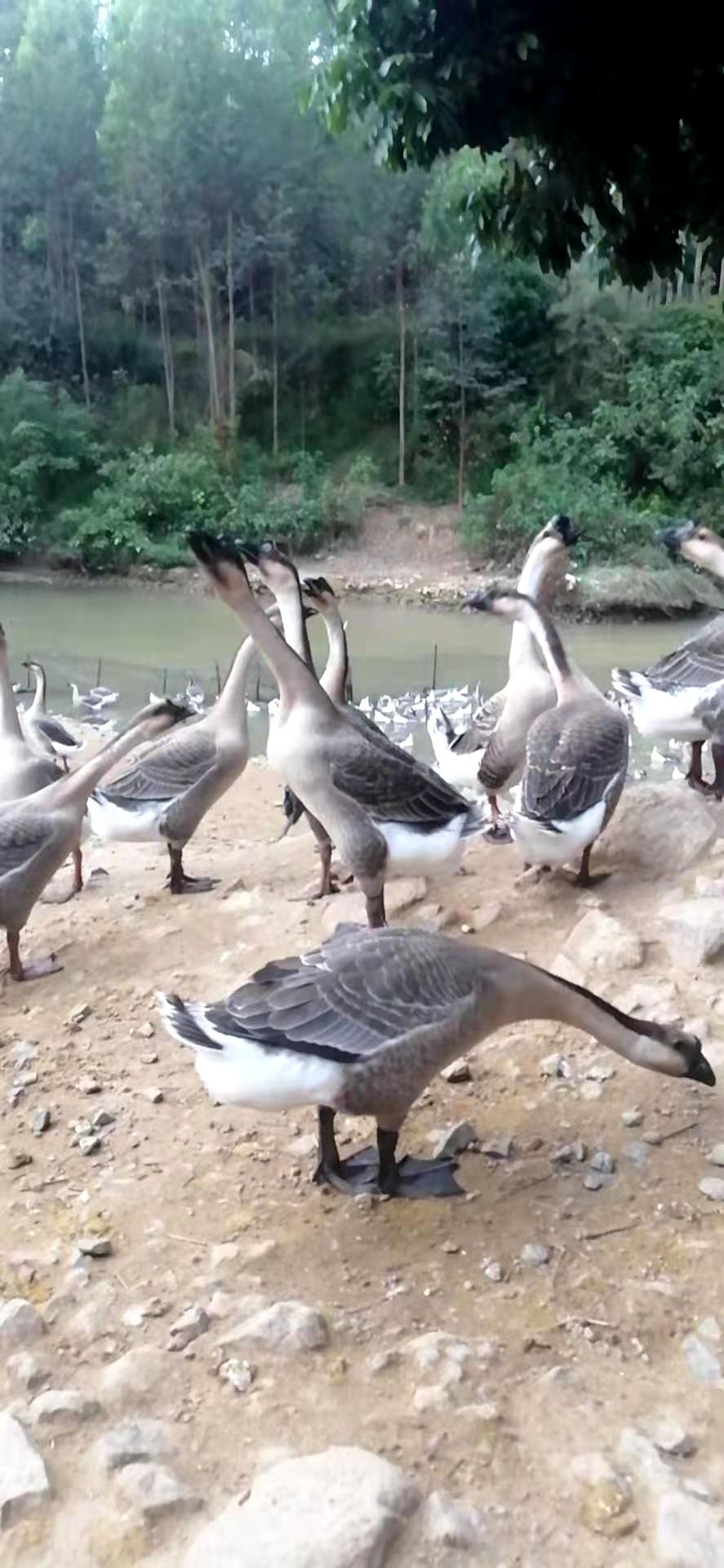 鹅苗  纯种马岗鹅苗 风险低 周期短 公苗可达8－9斤