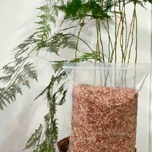 昆明软红米 