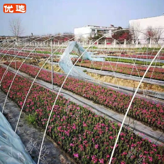 东莞市厂家大棚杆  农用小拱棚杆 玻璃纤维杆骨架种菜育苗支架