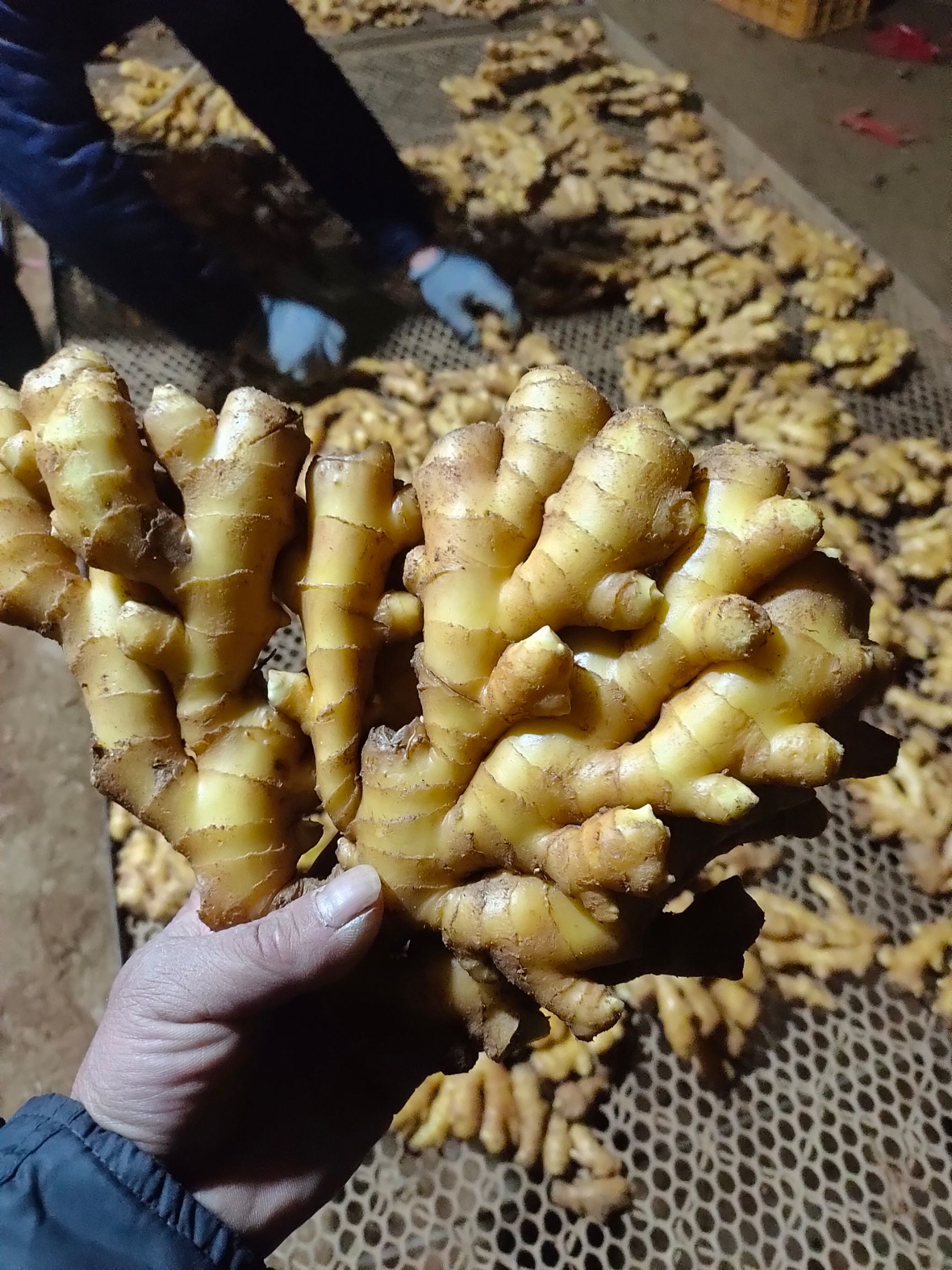 山东生姜，大黄姜，小黄姜，大量现货供应