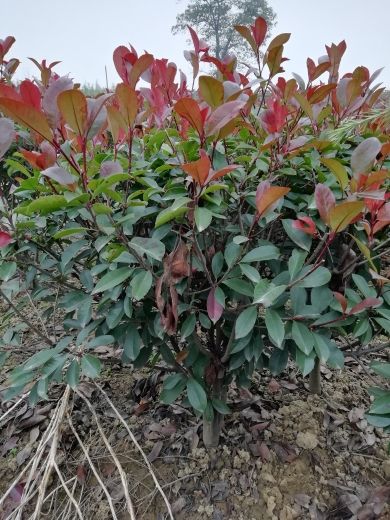 普通红叶石楠 红叶石楠清地处理