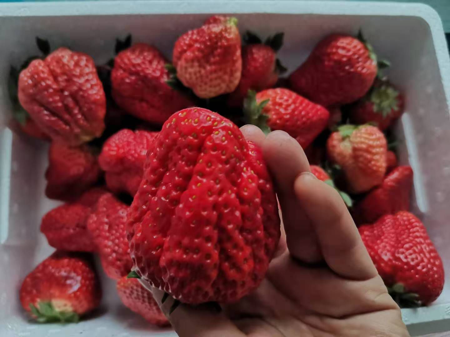 爱莎草莓特级果