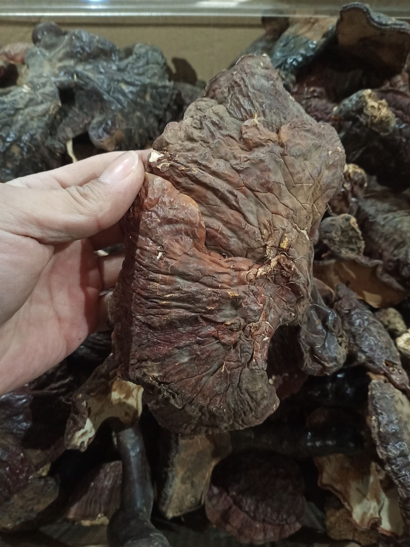 赤灵芝  吉林长白山自然生长灵芝正品炖鸡泡酒一斤包邮到家，一分钱一分货