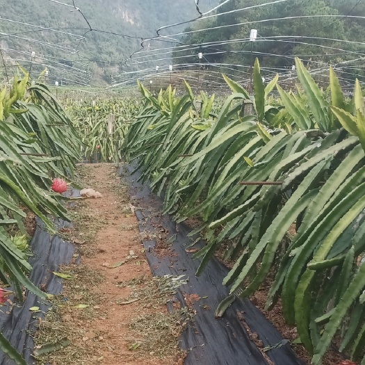 钟山县红皮红肉火龙果苗  新大红品种