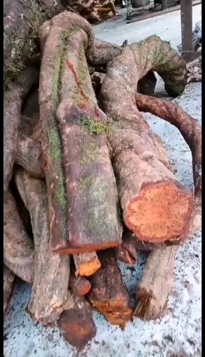 黄藤 贵州血藤鲜货干货大量供应