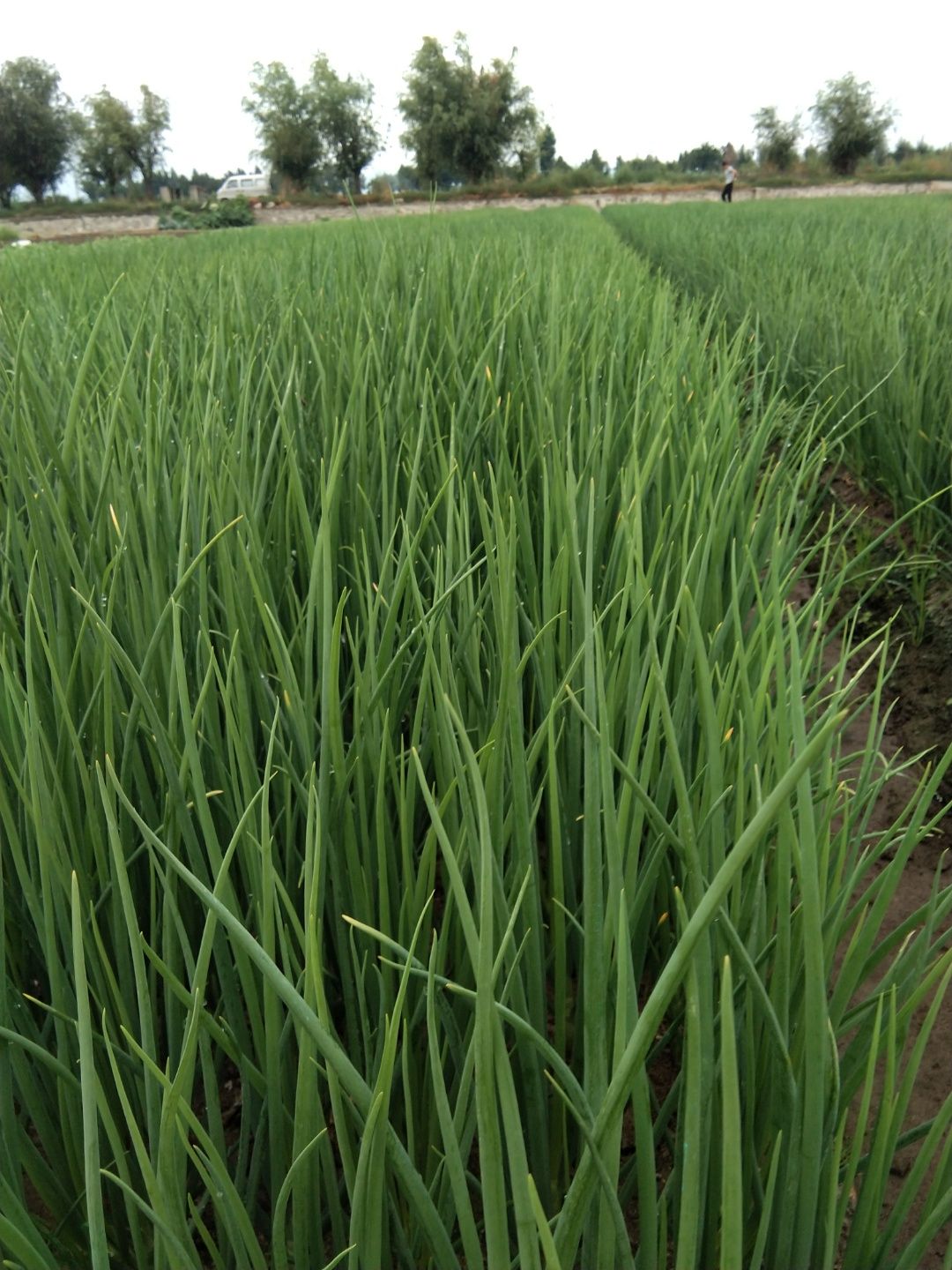 香葱  香味扑鼻，叶子硬度够！
