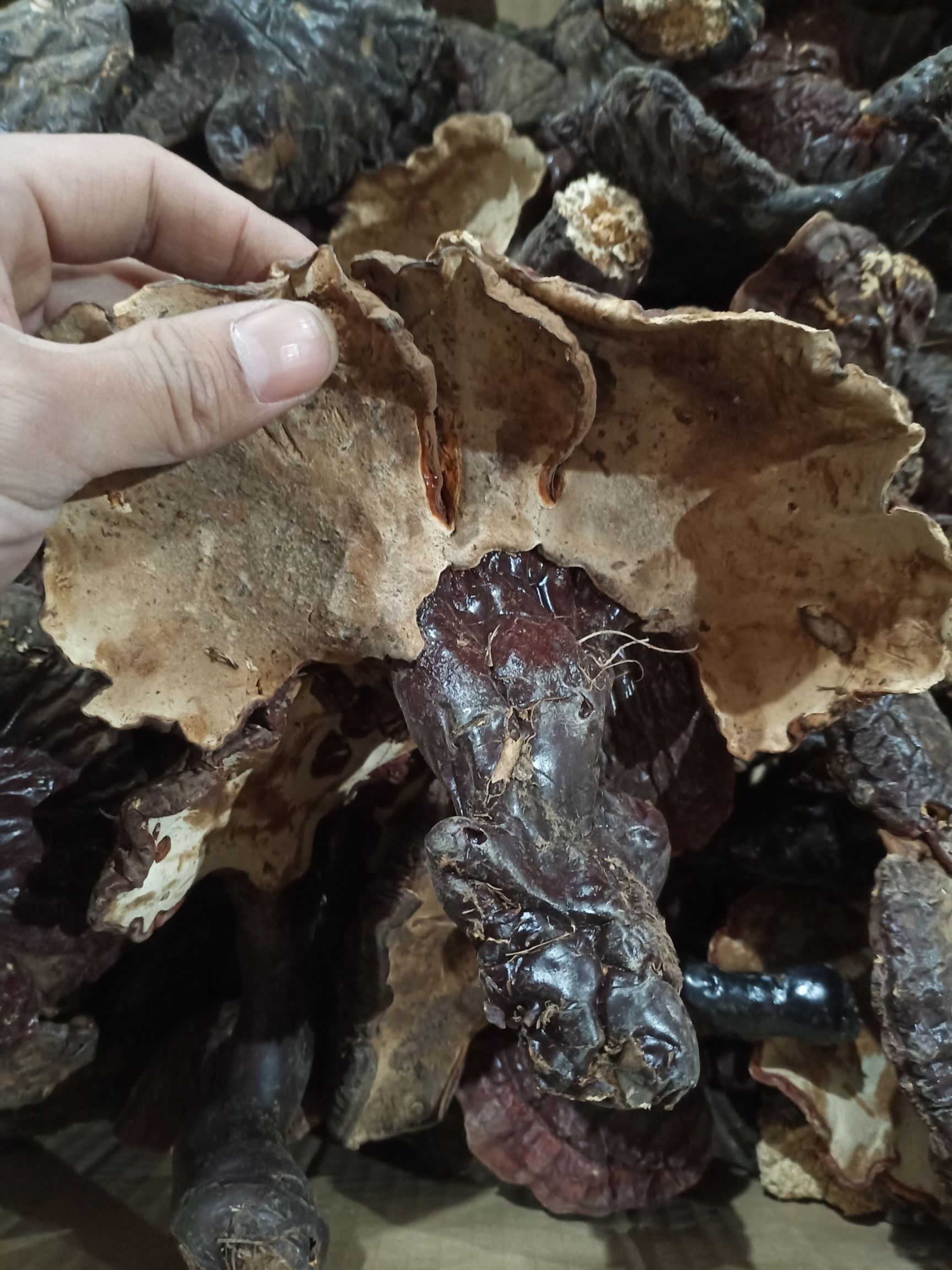 赤灵芝  吉林长白山自然生长灵芝正品炖鸡泡酒一斤包邮到家，一分钱一分货