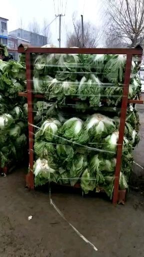 通许县冷库 大白菜 新乡小包  白菜大量供应中！产地直供！