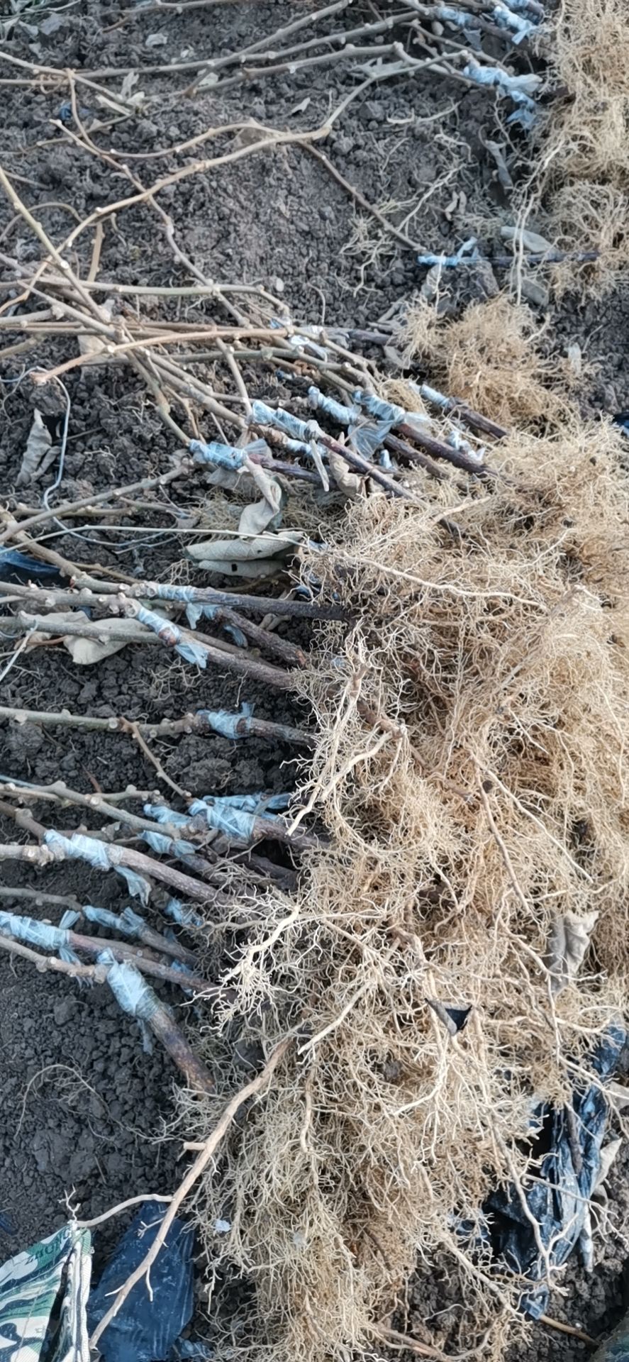 徐香猕猴桃苗  水杨桃粘木嫁接的徐香绿心猕猴桃苗，具有抗涝，抗旱，抗逆性抗病