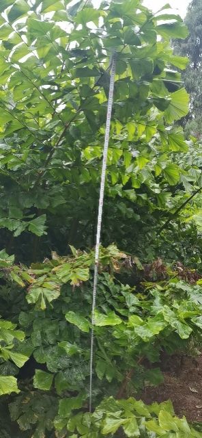 出售董棕树苗(鱼尾葵属)