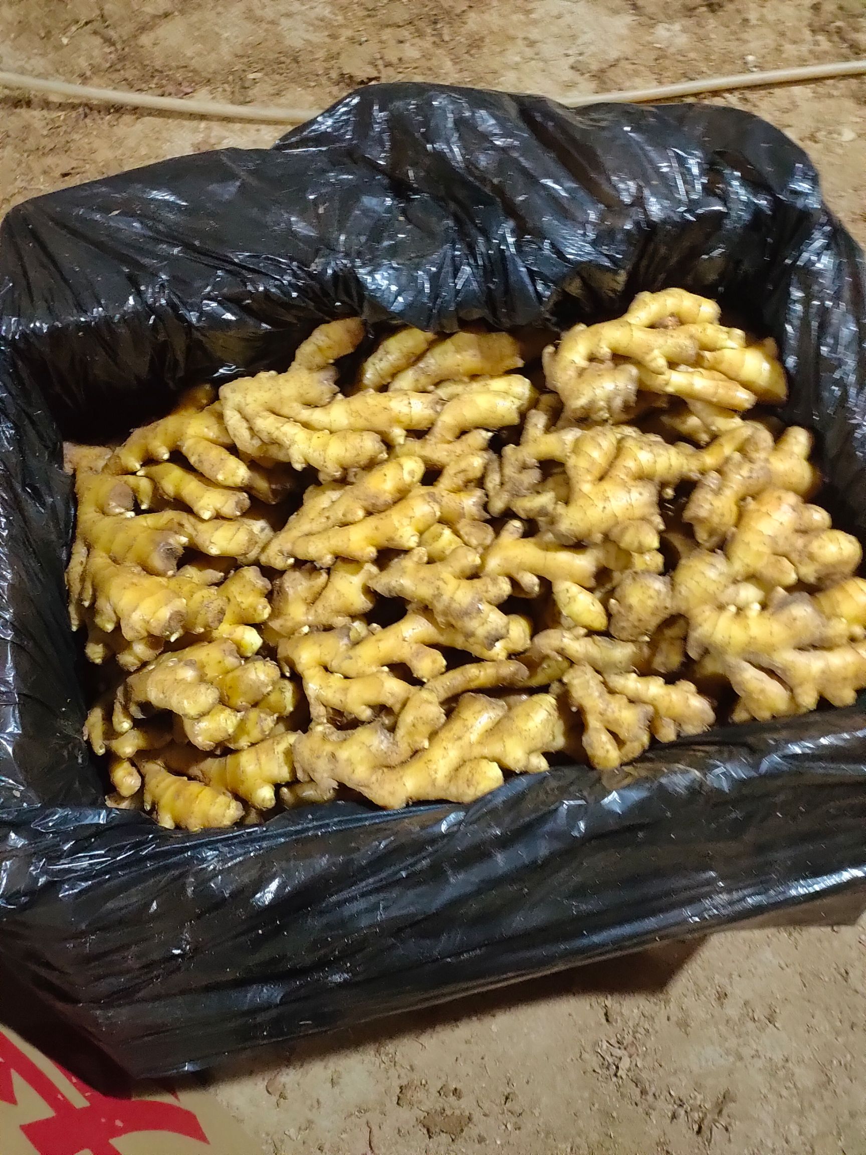 山东生姜，大黄姜，小黄姜，大量现货供应