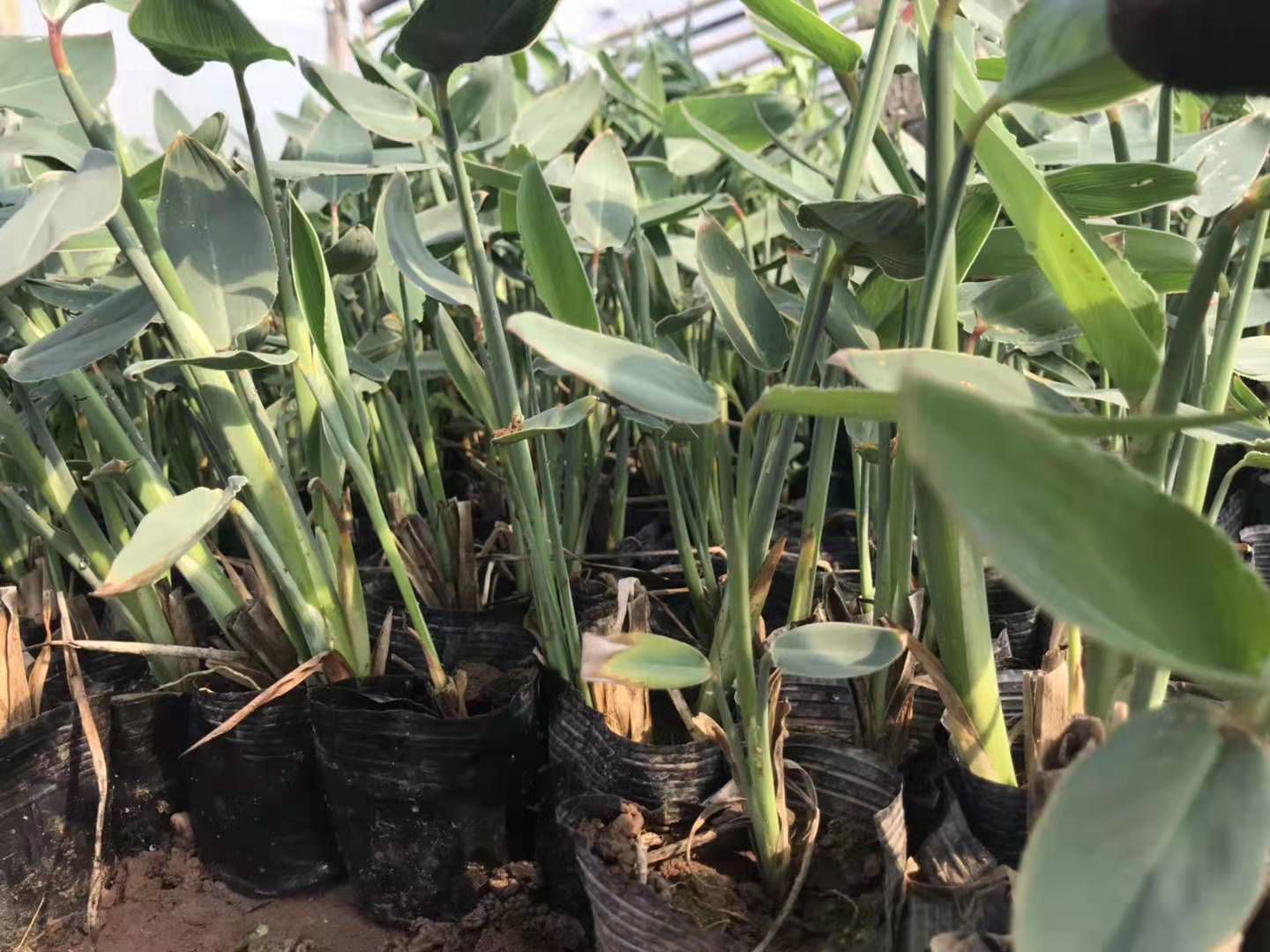 再力花 山东青州水生植物种植基地批发