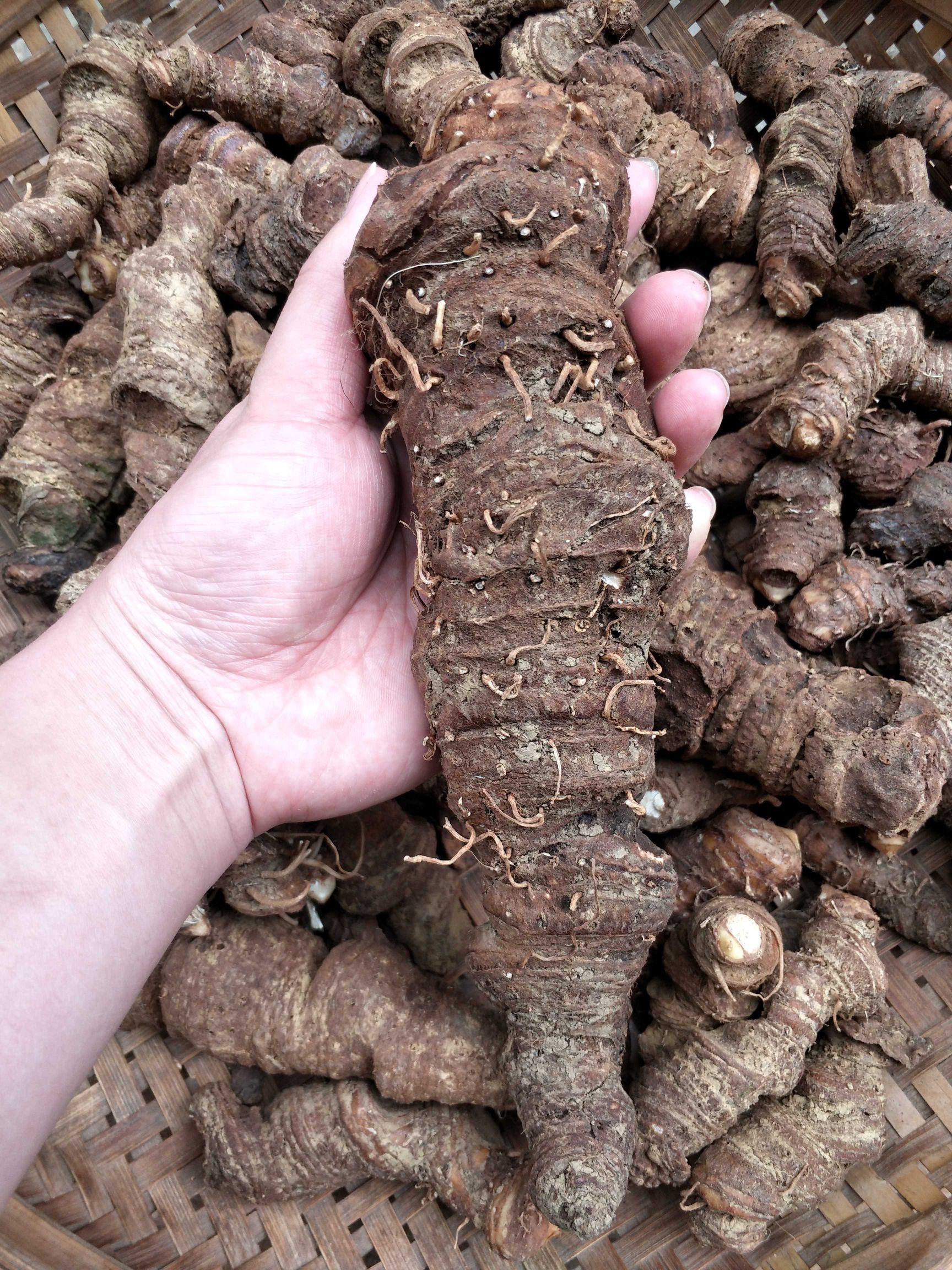 华重楼  重楼 七叶一支花 大瑶山本地重楼 天然无污染环境出