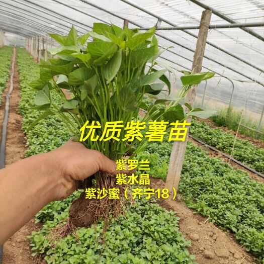 临沂紫薯种  紫薯苗，紫罗兰苗，紫沙蜜苗，齐宁18苗，紫水晶苗，