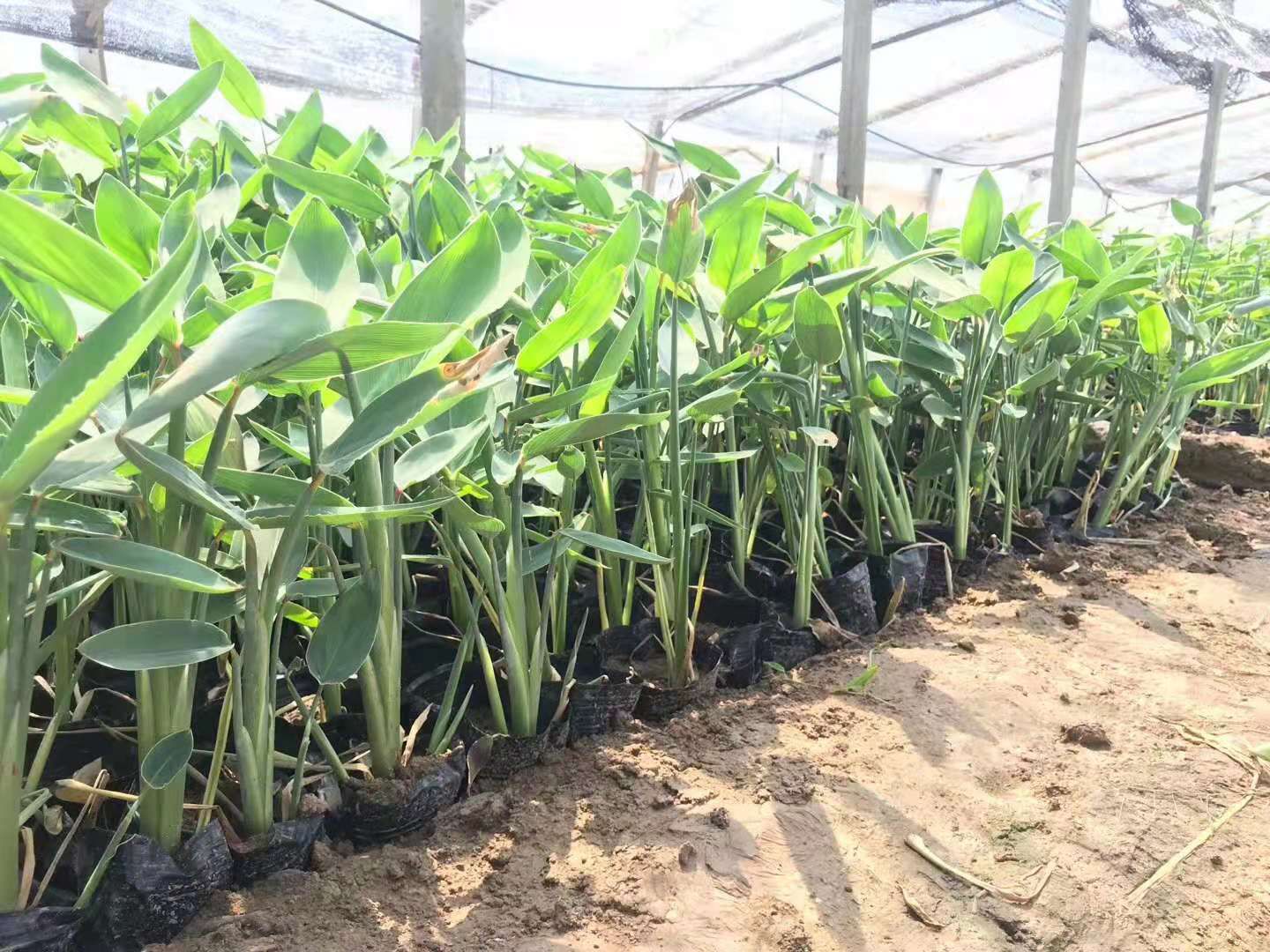 再力花 山东青州水生植物种植基地批发