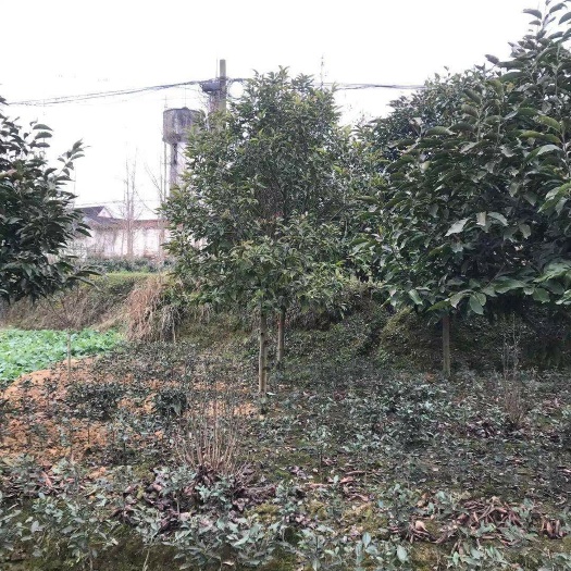 成都 黄角兰树，黄角兰树种植批发