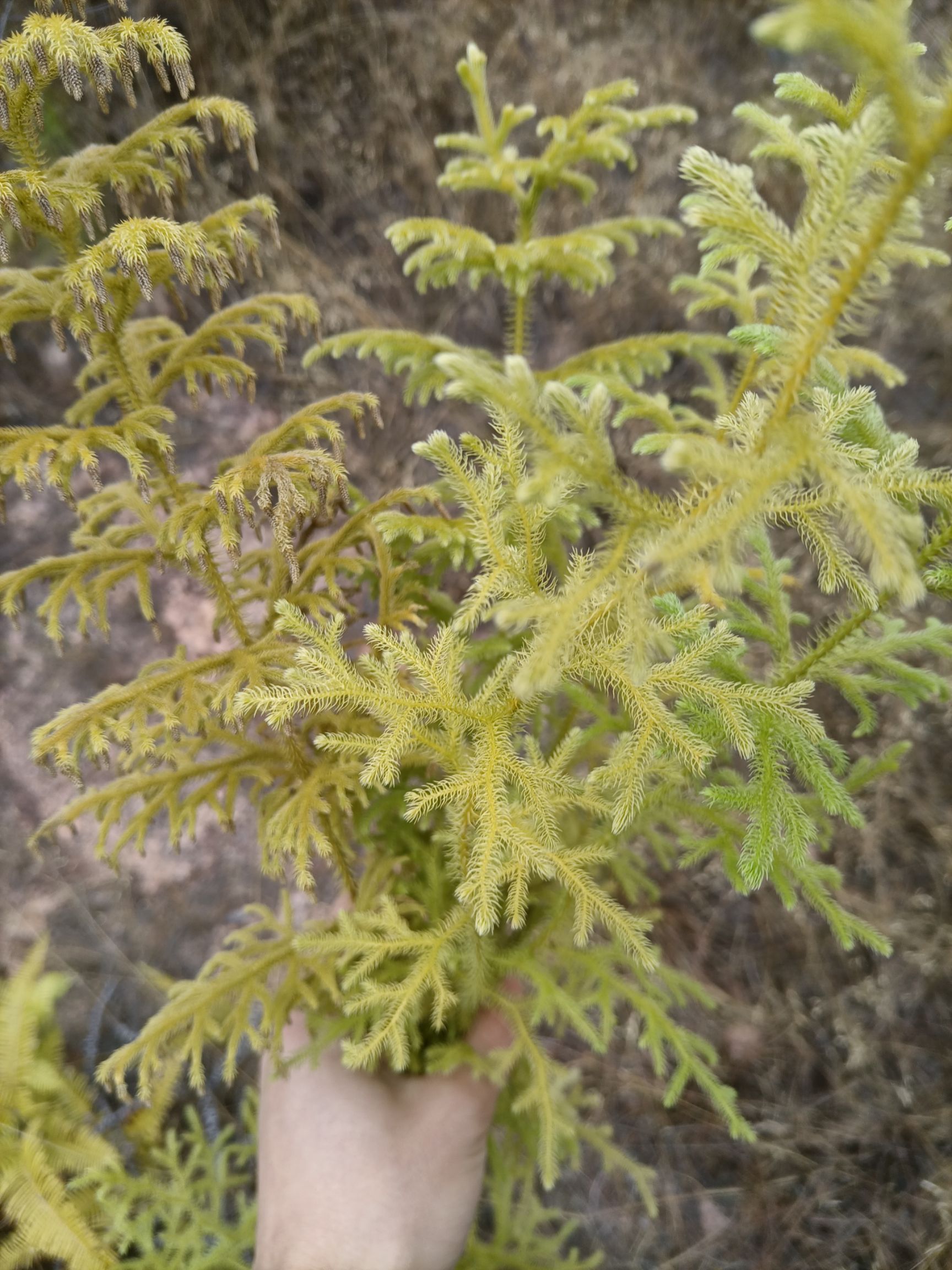 公石松  山垂穗石松