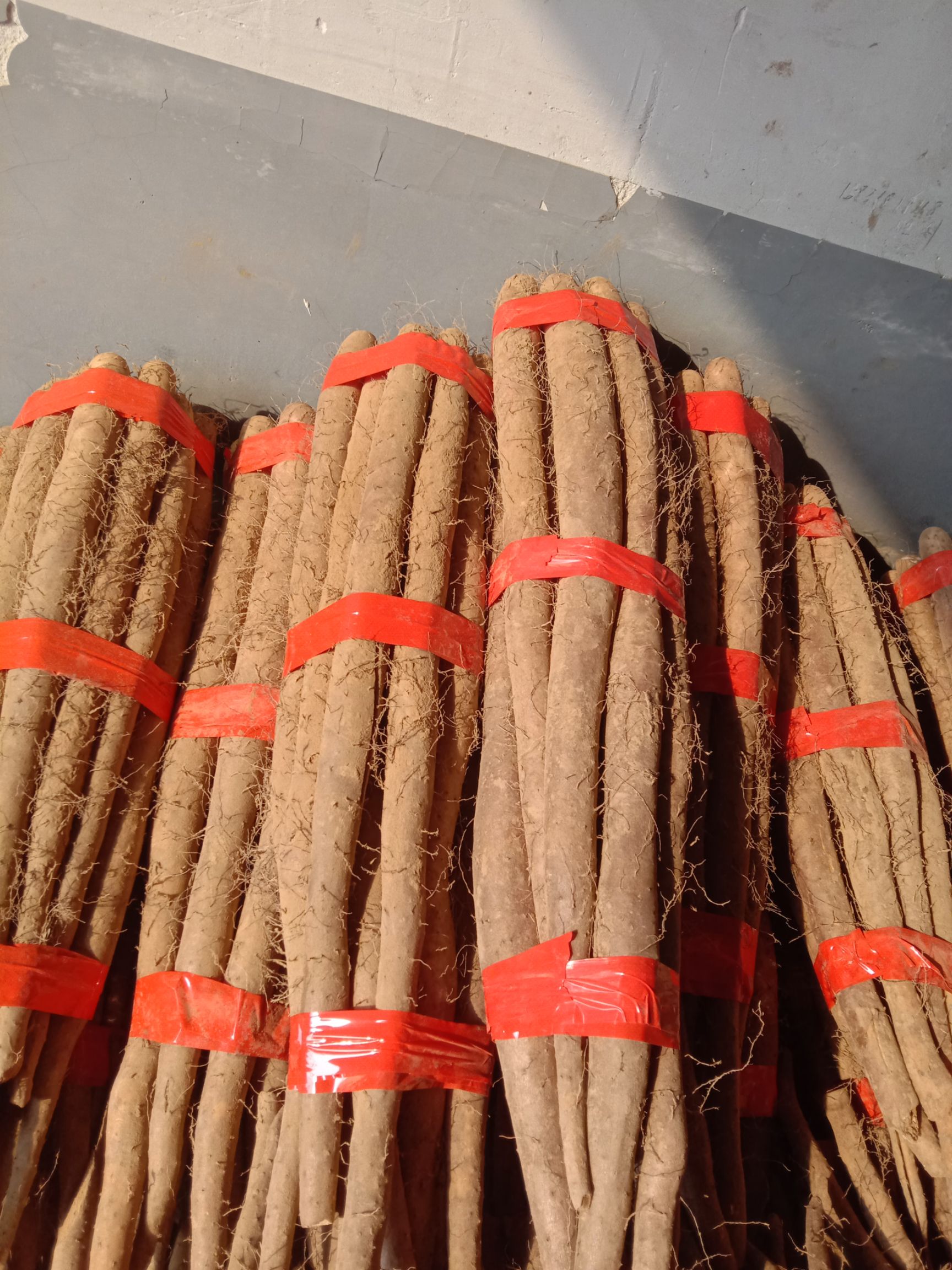 白玉山药 50~70cm 