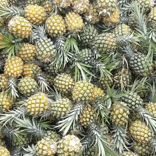 琼海市海南菠萝 0.8 斤起   二级果