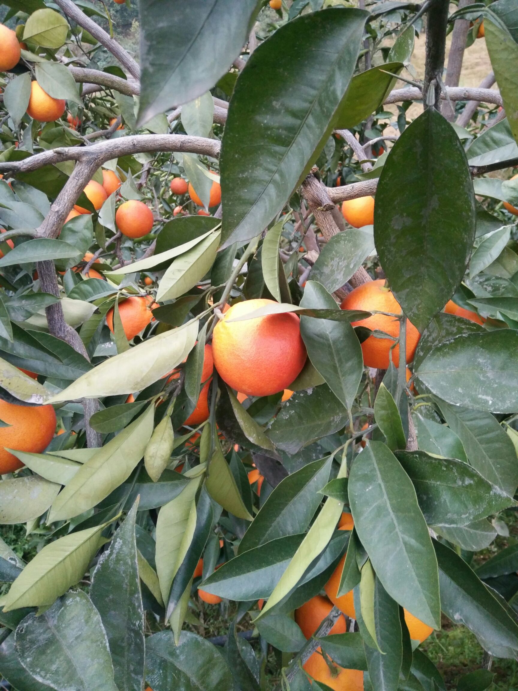 塔罗科血橙 重庆血橙，血橙中的贵族，细嫩化渣，富含花青素