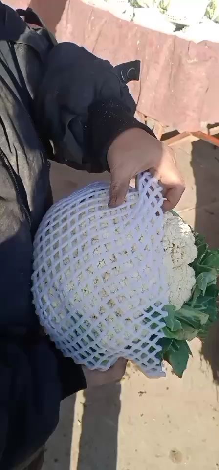 有机花菜 有机花 货源充足 有精品 有通货 欢迎老板快快下单